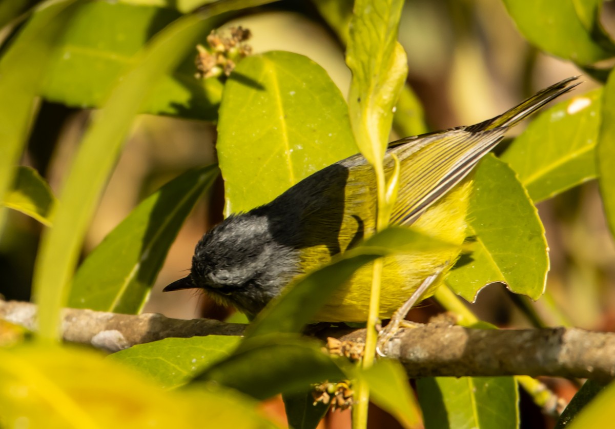 Gray-hooded Warbler - ML627734032