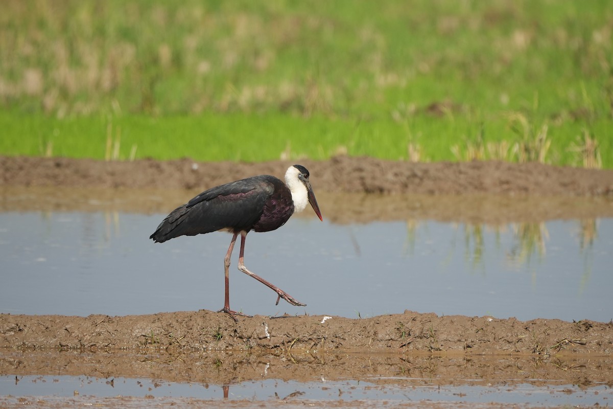 Asian Woolly-necked Stork - ML627734039