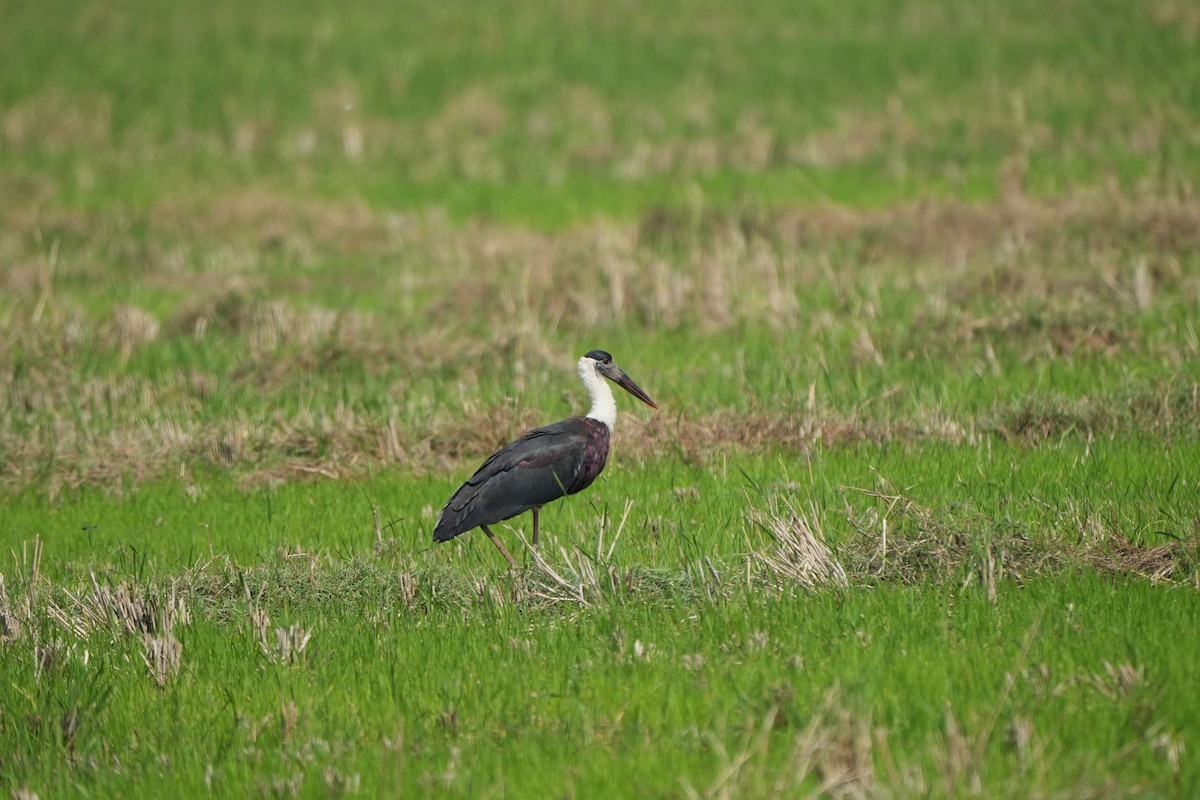 Asian Woolly-necked Stork - ML627734040