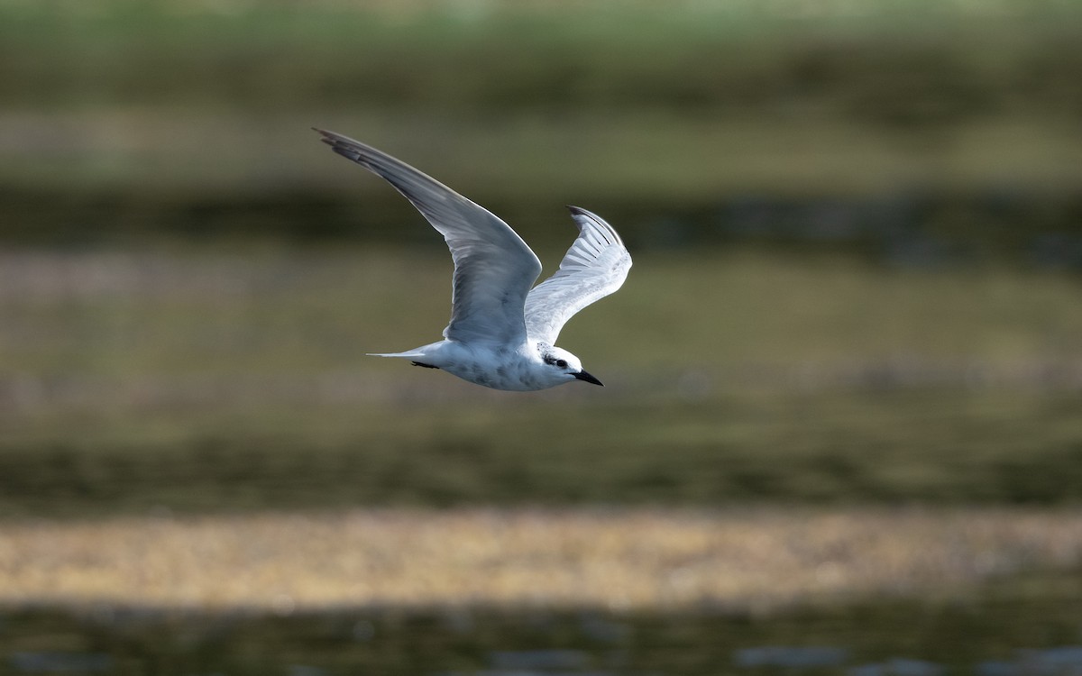 Whiskered Tern - ML627734047