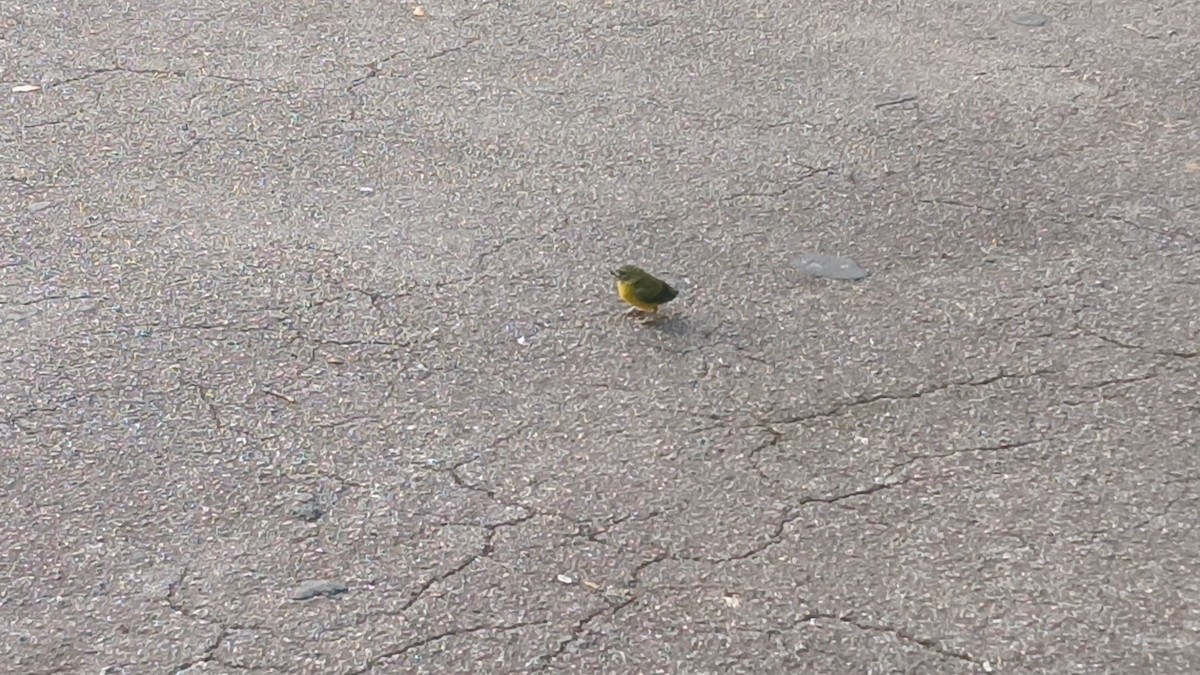 Violaceous Euphonia - ML627734081