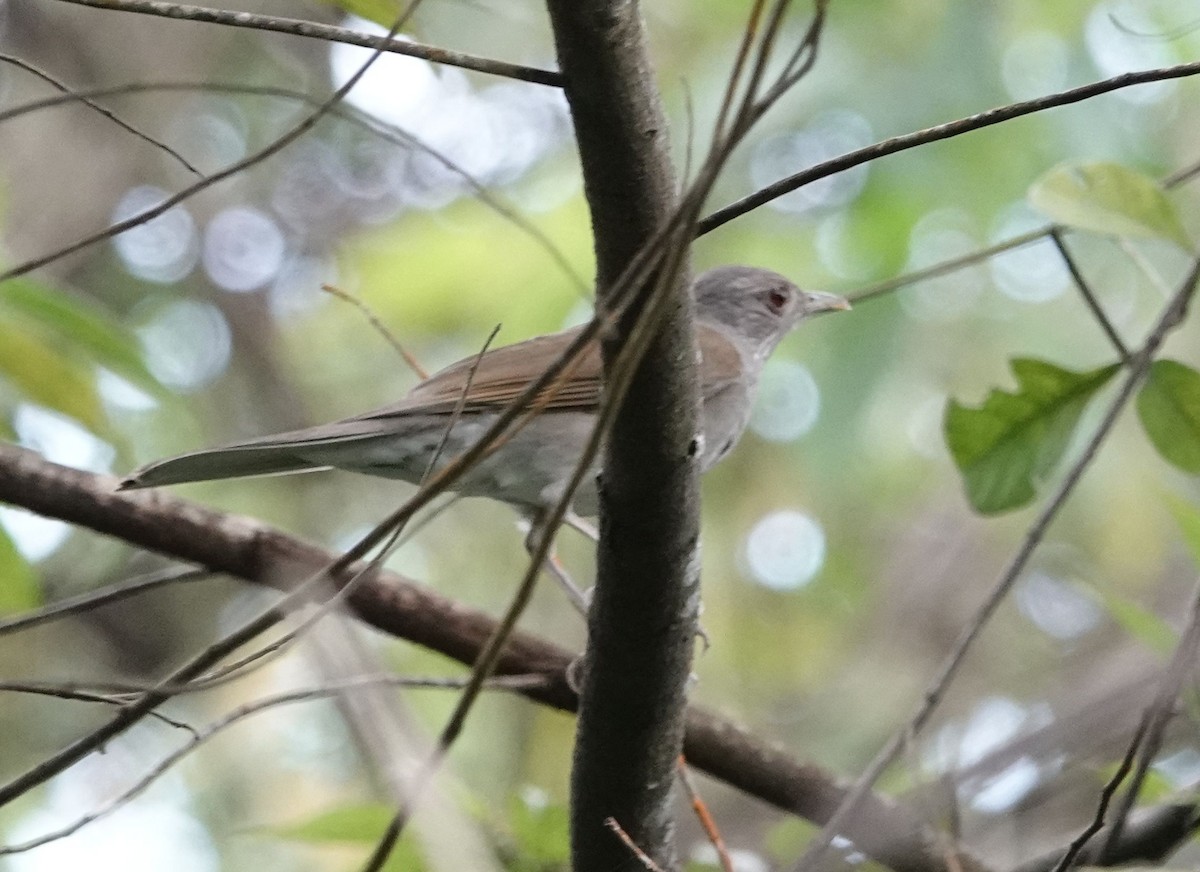 Pale-breasted Thrush - ML627734209