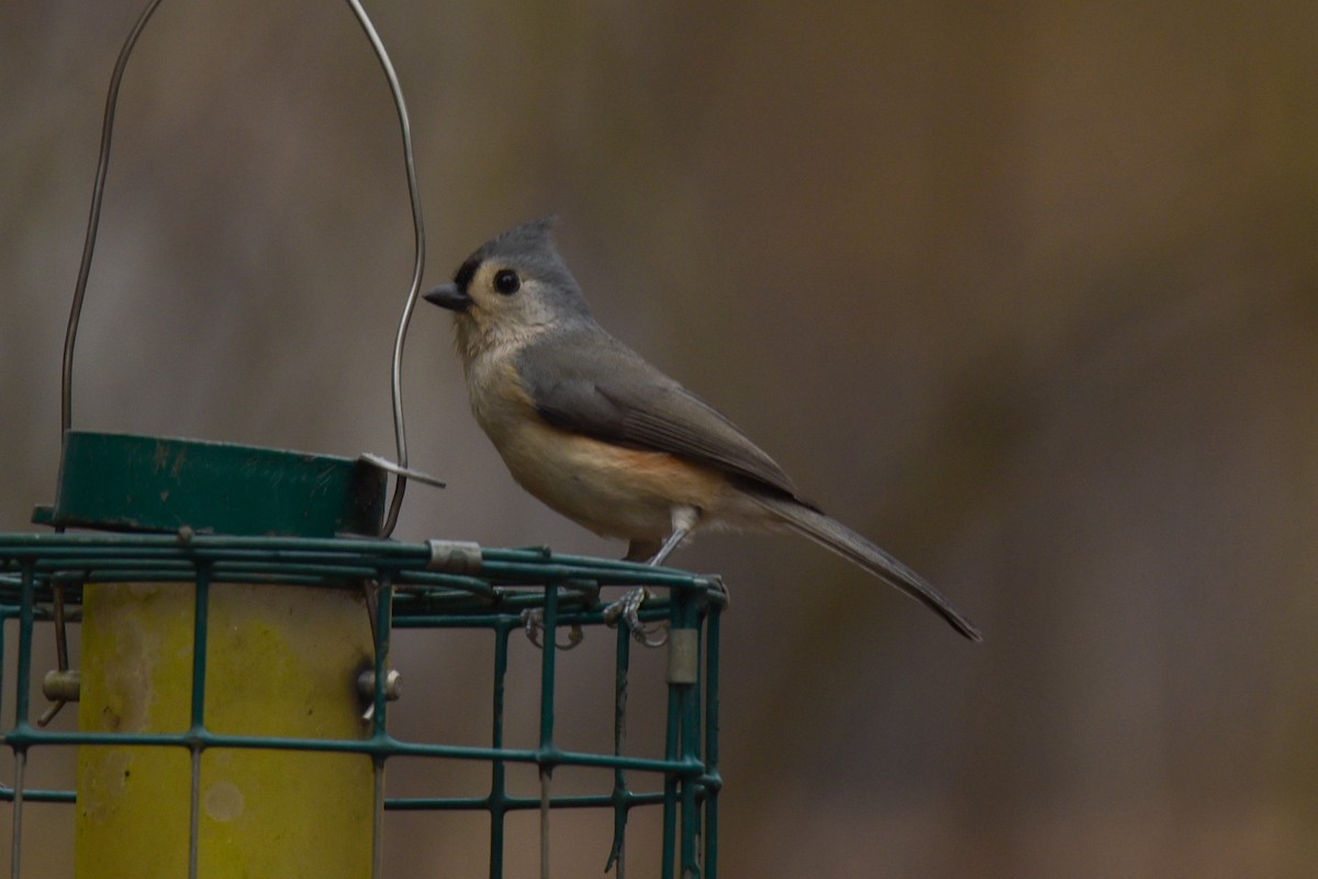 Mésange bicolore - ML627734283