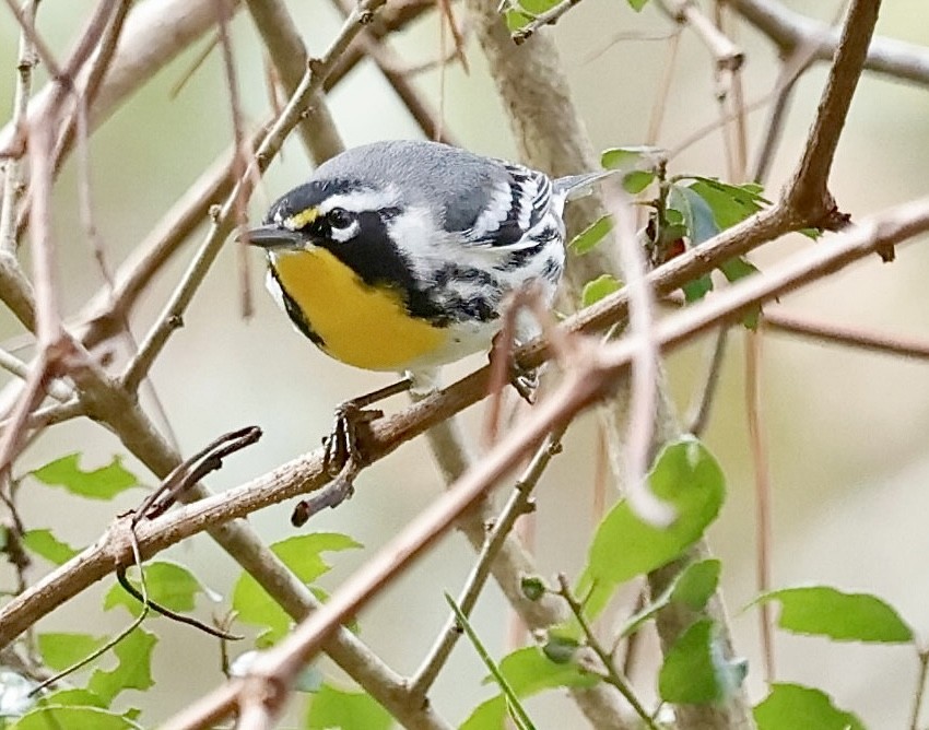 Yellow-throated Warbler - ML627734341