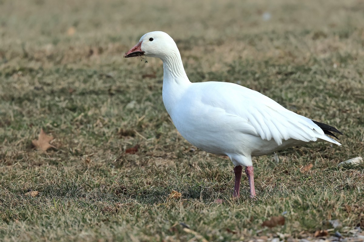 Snow Goose - ML627734430