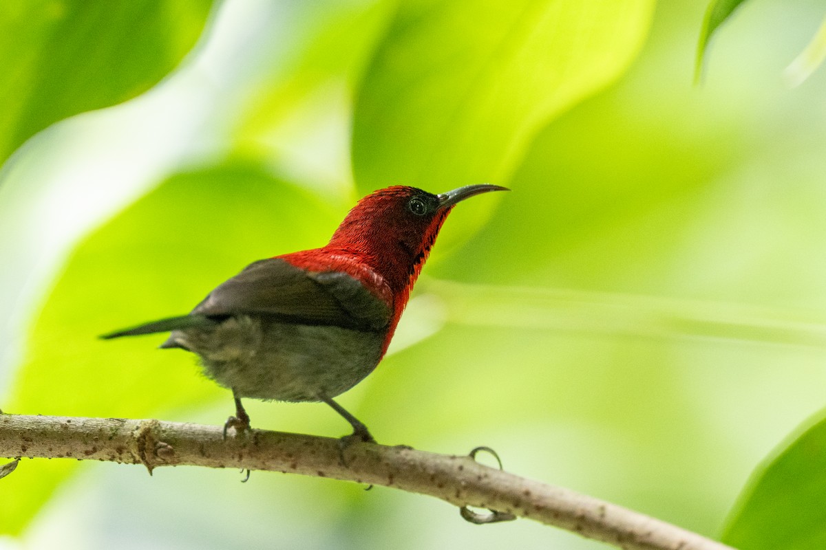 Crimson Sunbird - ML627734481