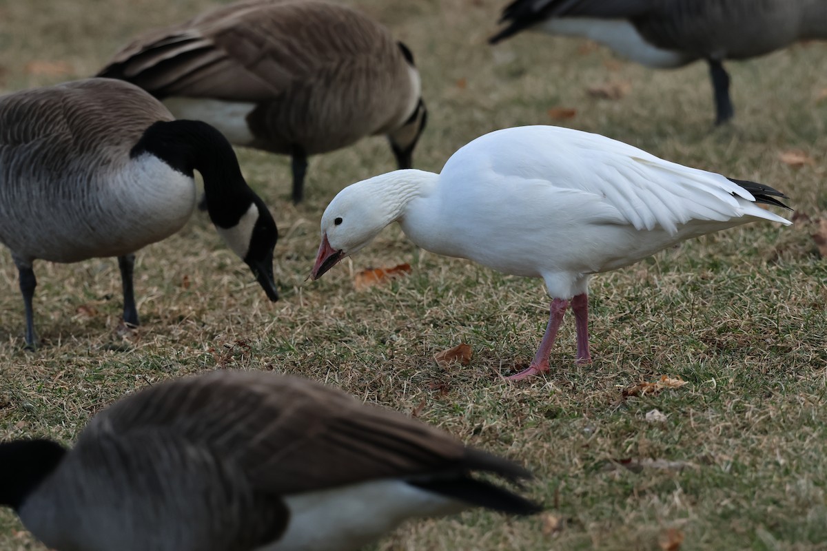 Snow Goose - ML627734529