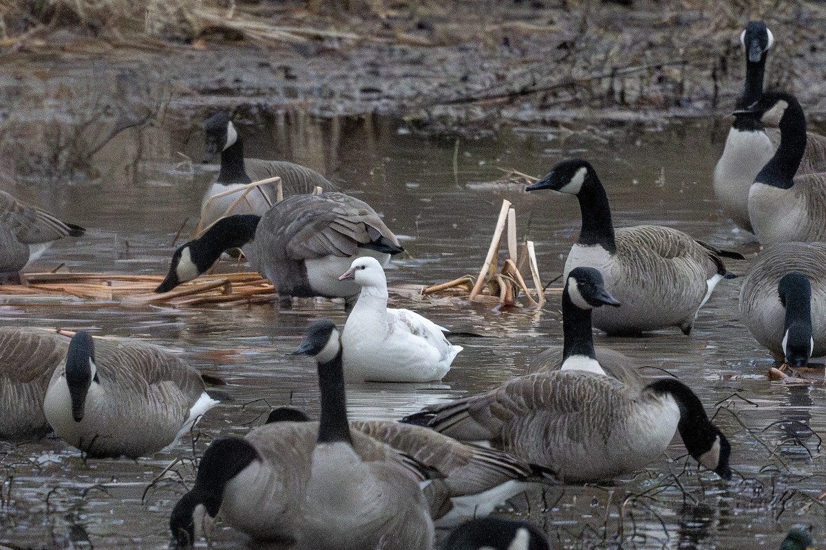 Ross's Goose - ML627734563