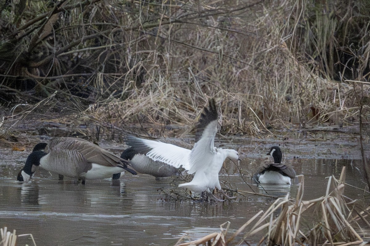 Ross's Goose - ML627734566