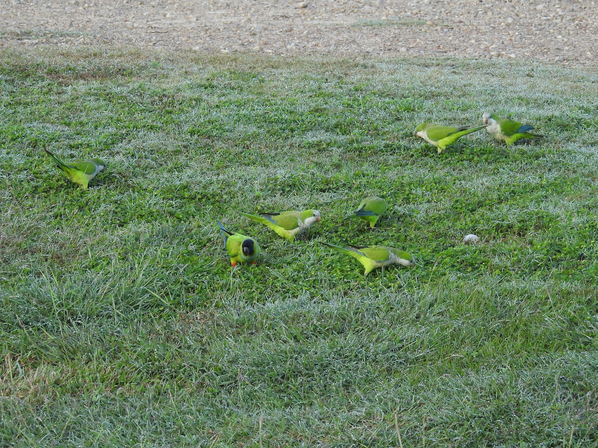 Nanday Parakeet - ML627734728