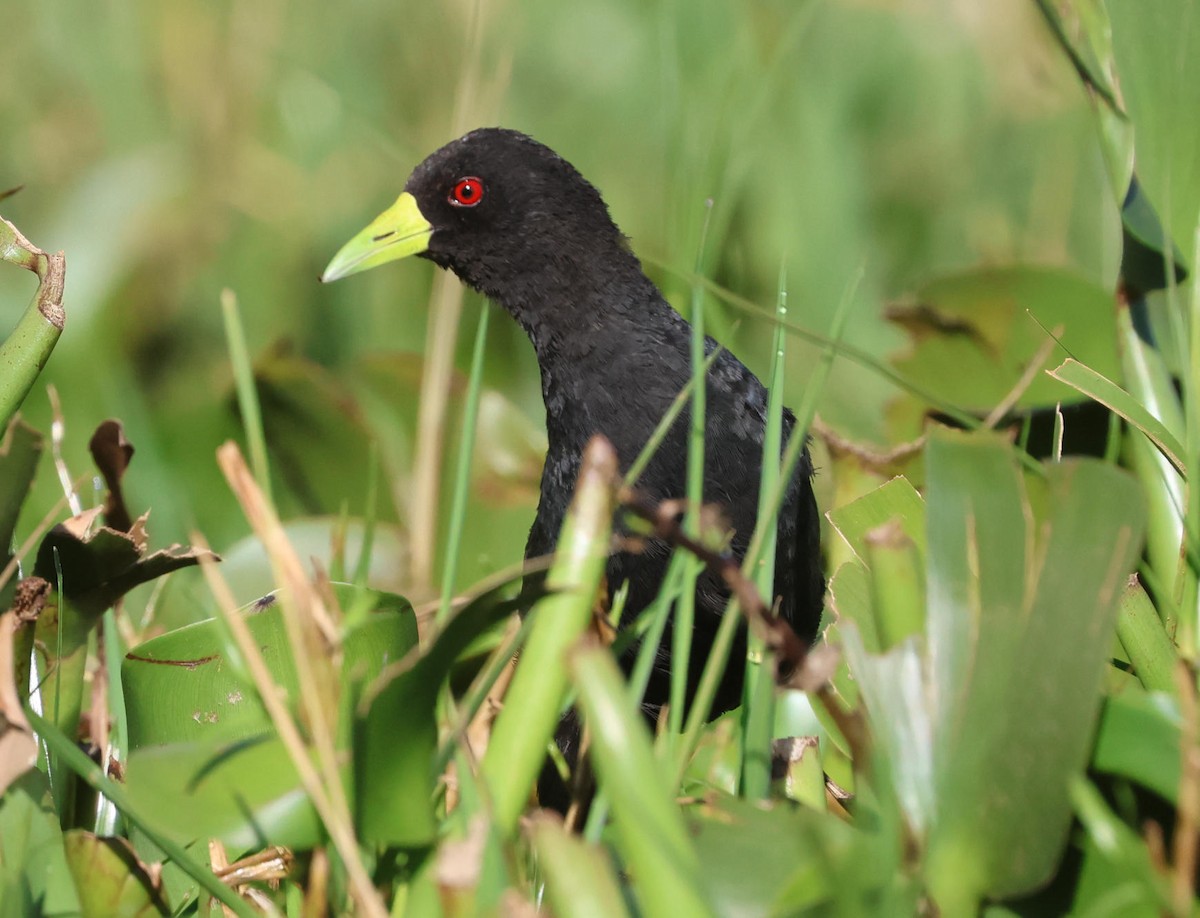 Black Crake - ML627734801