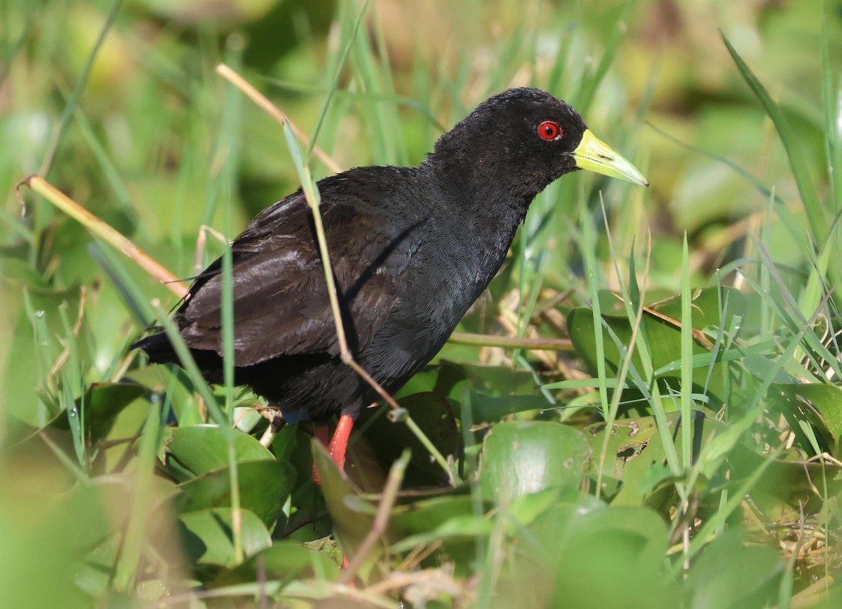 Black Crake - ML627734802