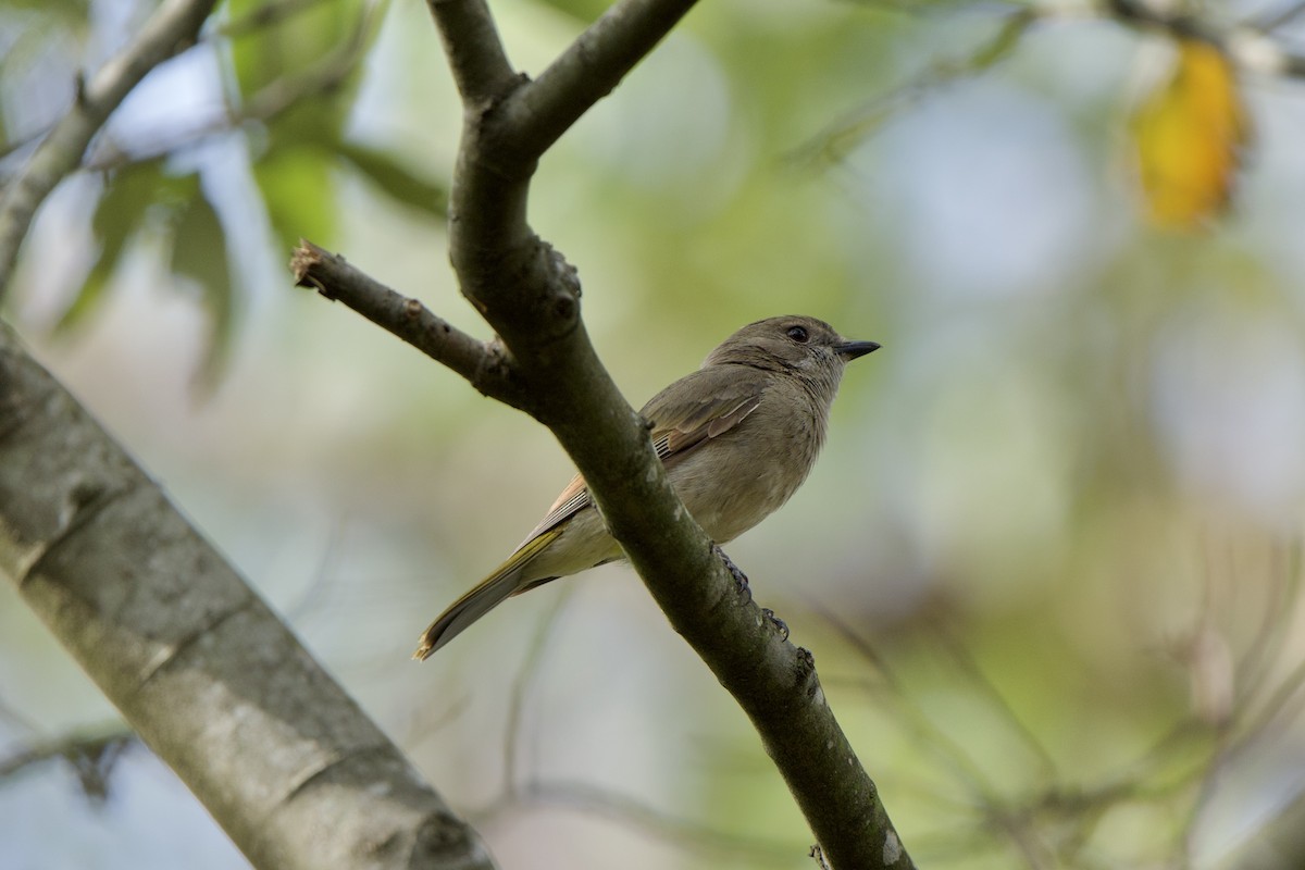 Golden Whistler (Eastern) - ML627734804