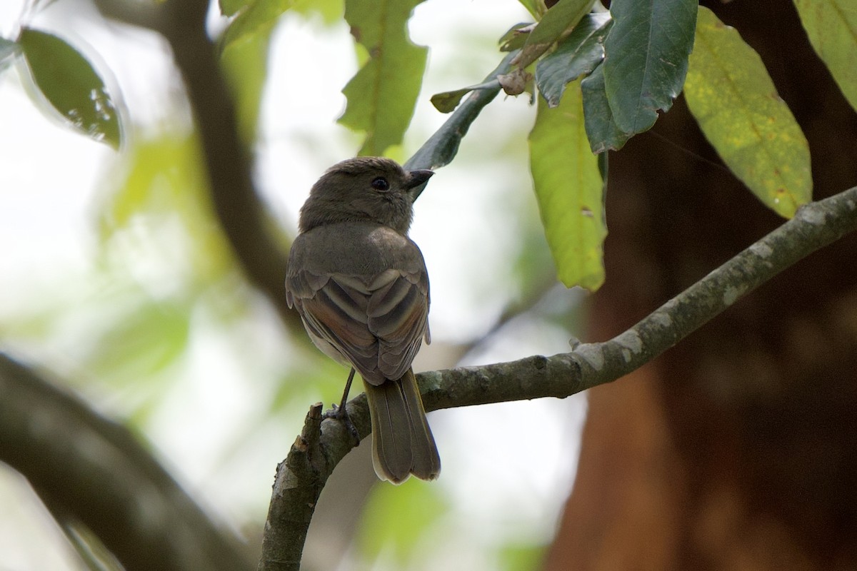 Golden Whistler (Eastern) - ML627734808