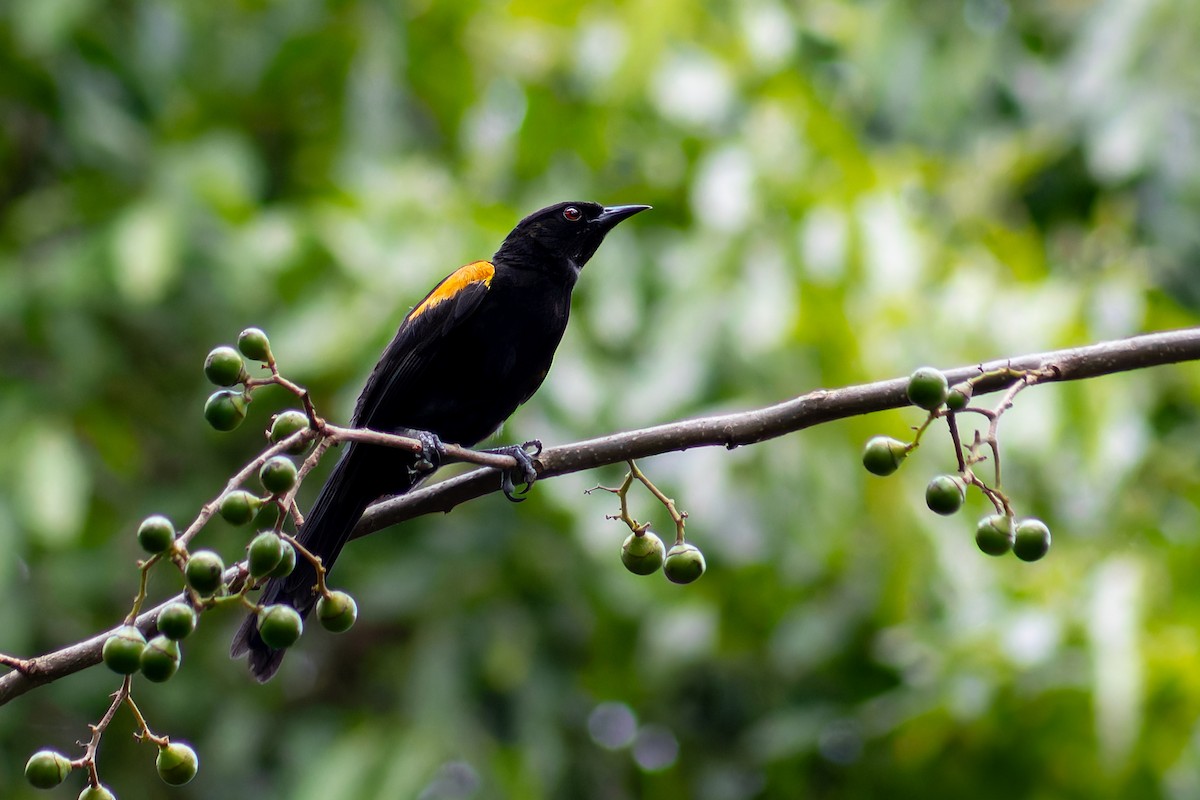 Variable Oriole - ML627734876