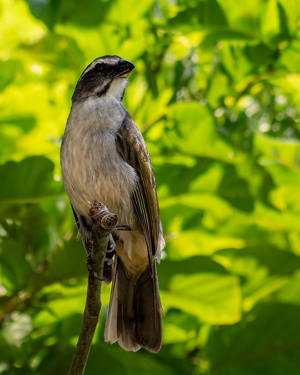 Green-winged Saltator - ML627734884