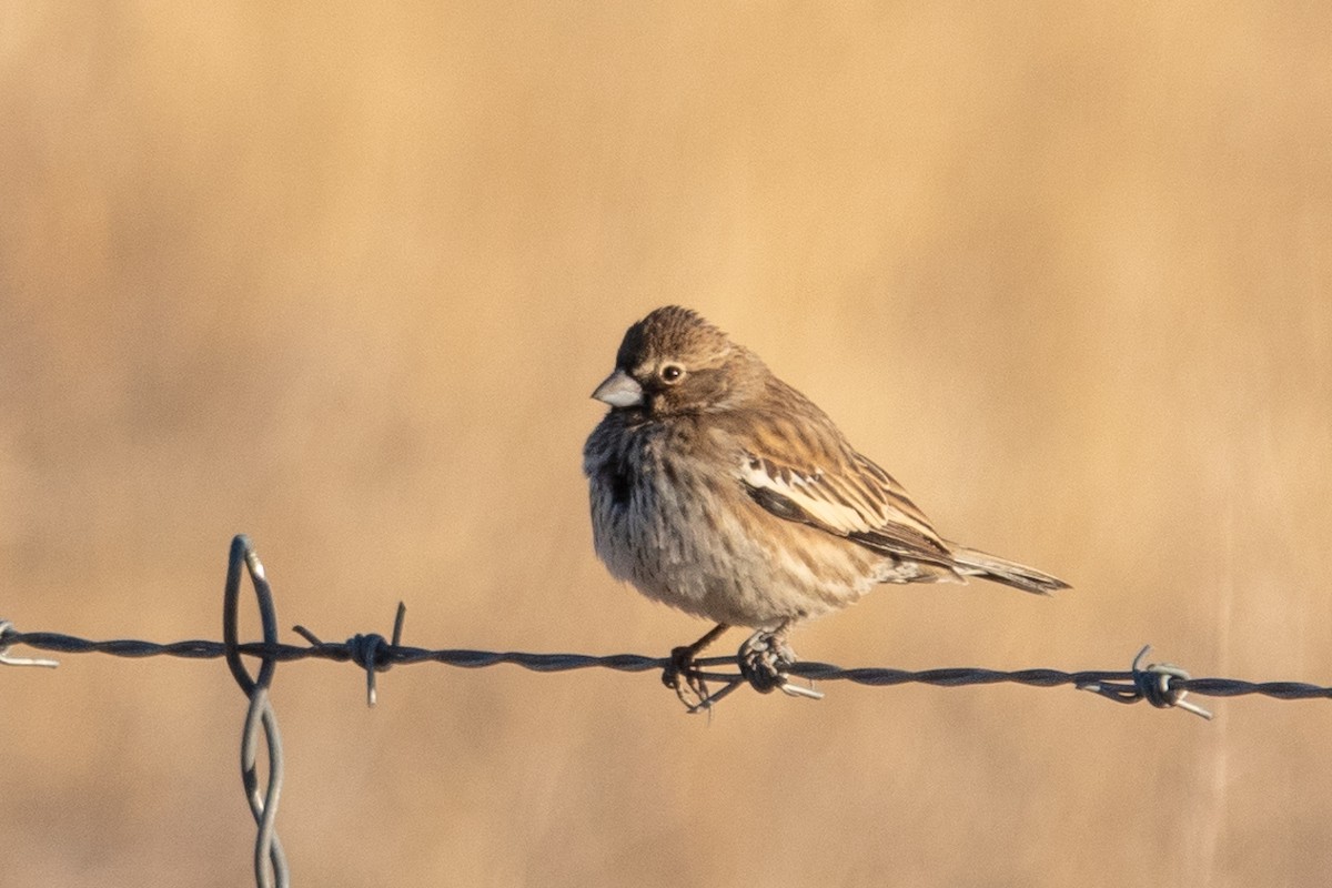 Lark Bunting - ML627735007