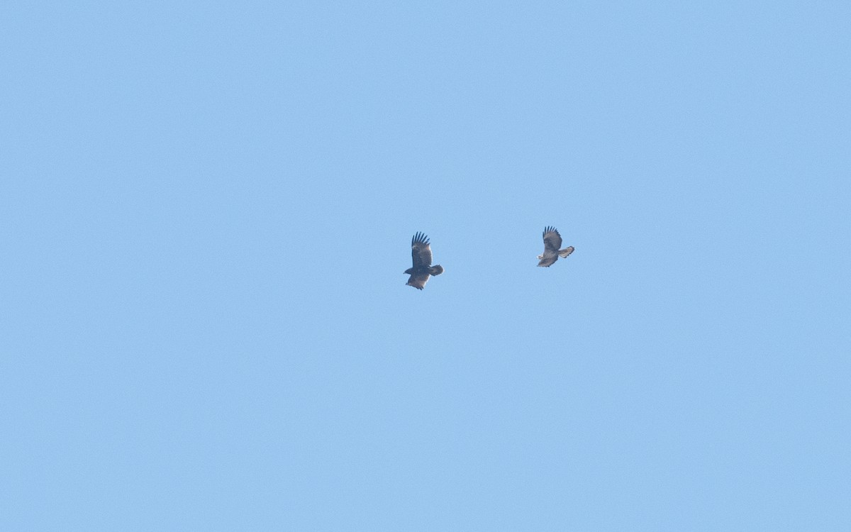 Greater Spotted Eagle - ML627735025