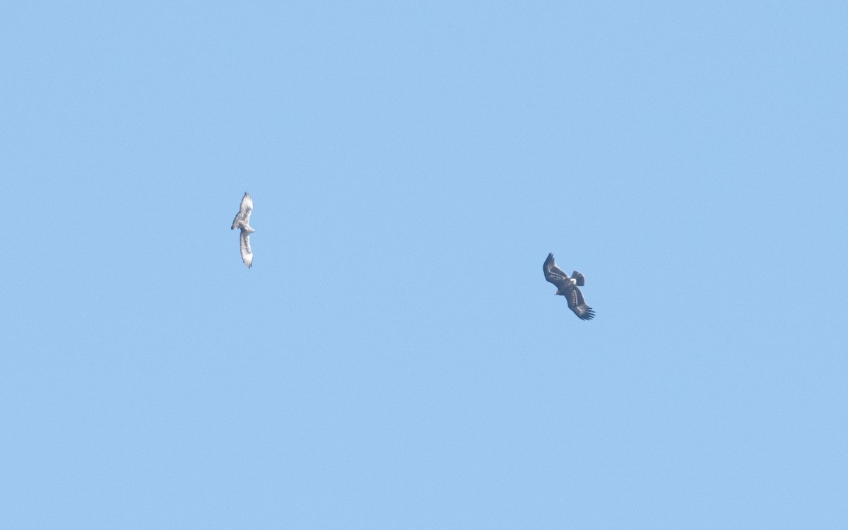 Greater Spotted Eagle - ML627735026