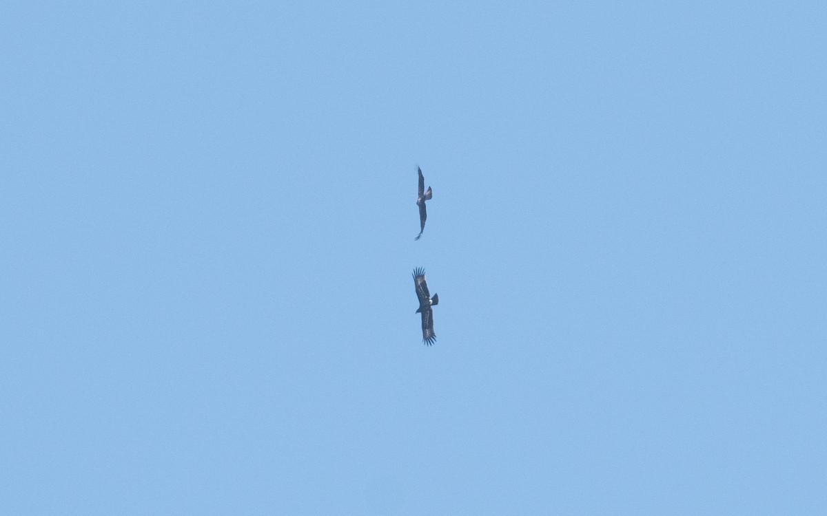Greater Spotted Eagle - ML627735027