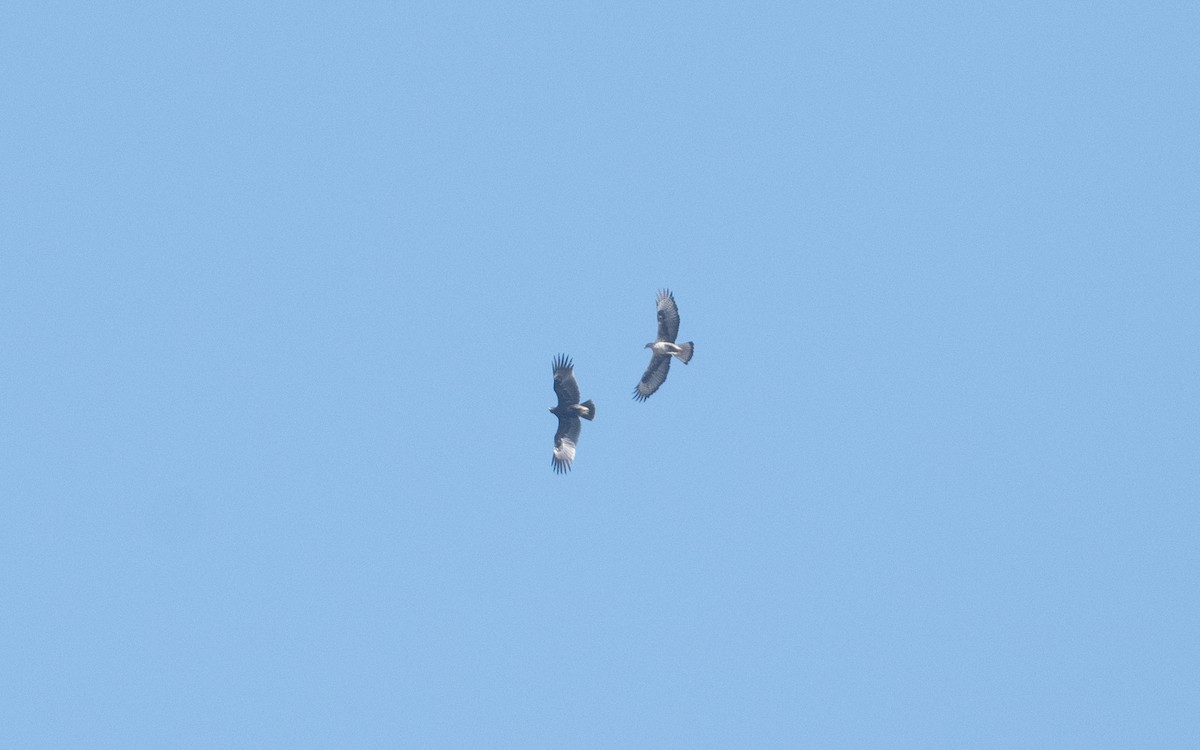 Greater Spotted Eagle - ML627735028