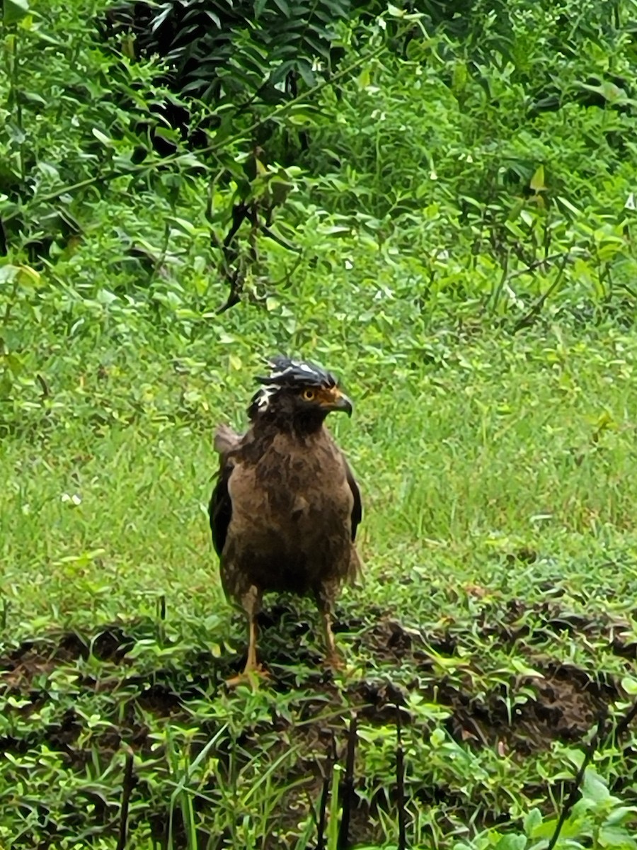 カンムリワシ - ML627735043