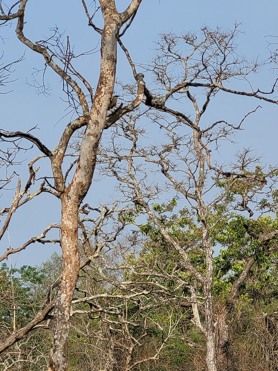 インドヤイロチョウ - ML627735071