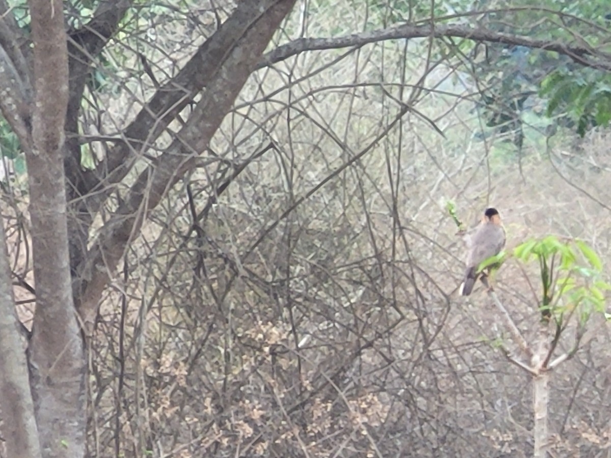 ズグロムクドリ - ML627735085