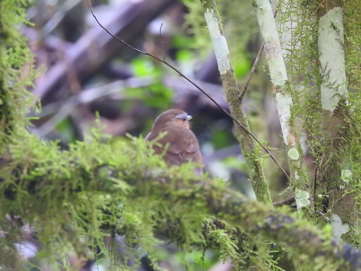 Rufous Gnateater - ML627735091