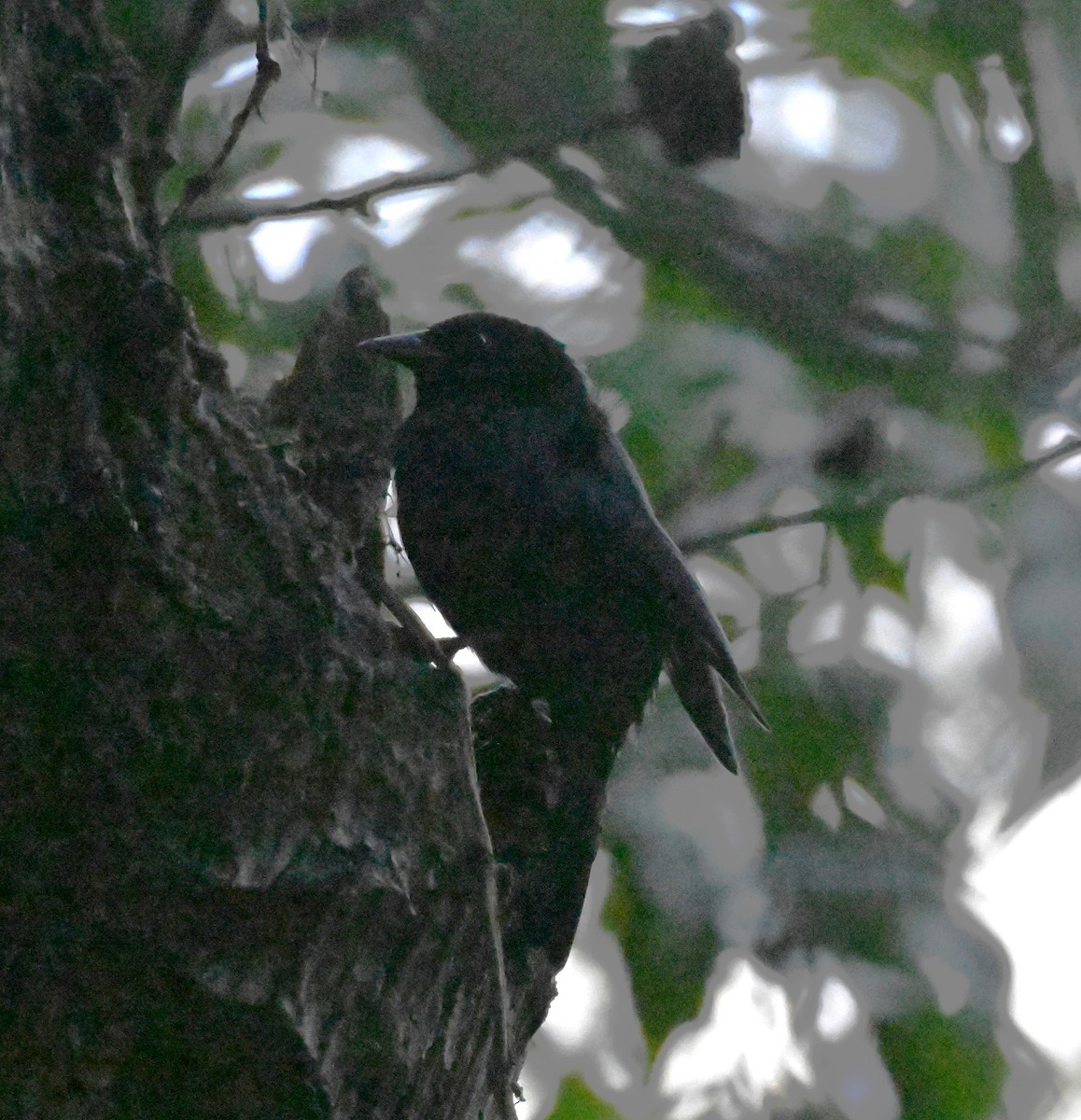 Jamaican Blackbird - ML627735235