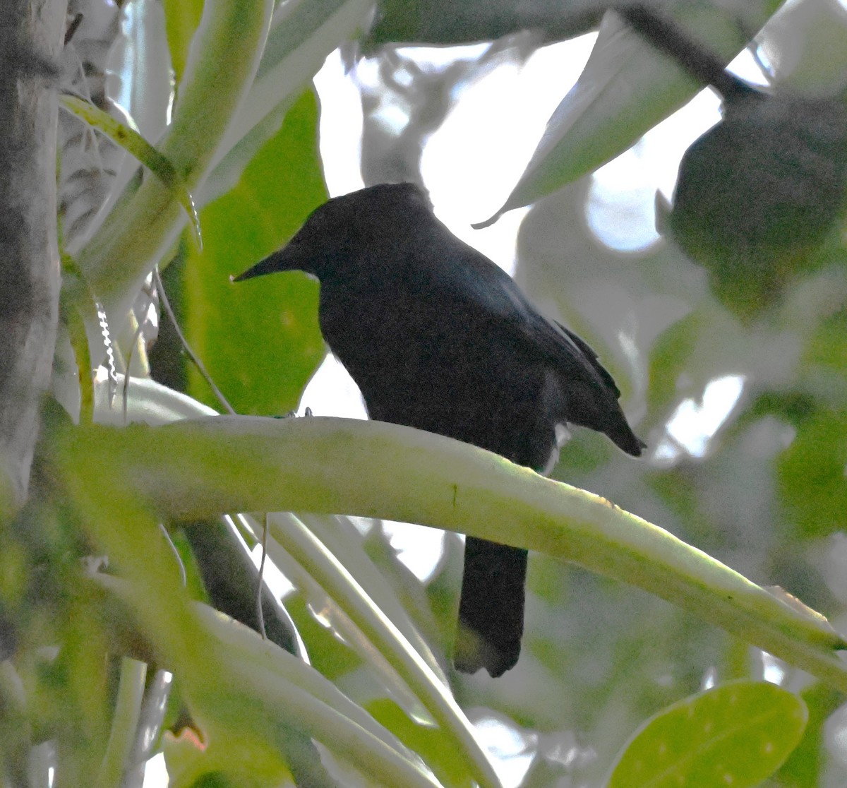 Jamaican Blackbird - ML627735257