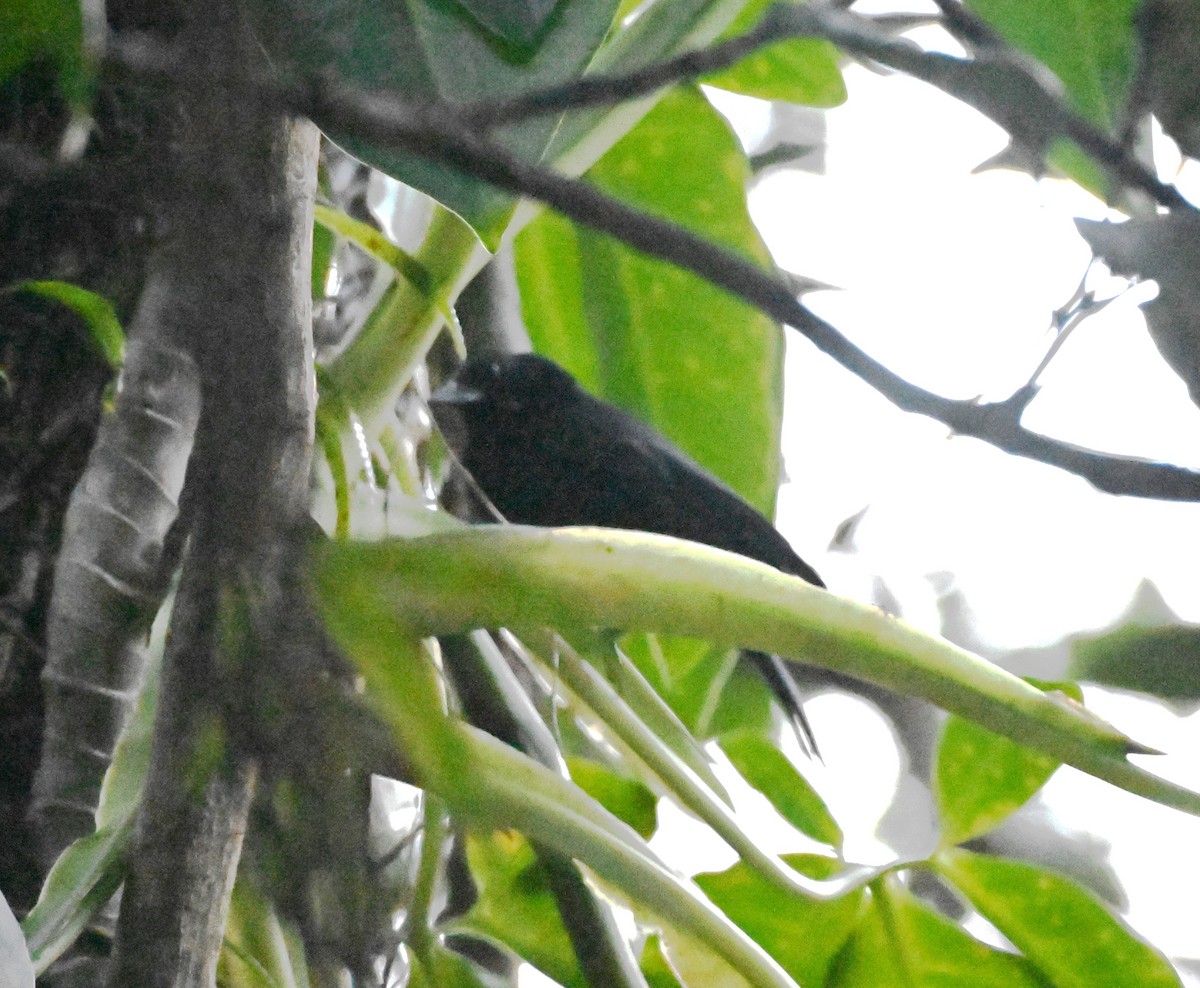 Jamaican Blackbird - ML627735278