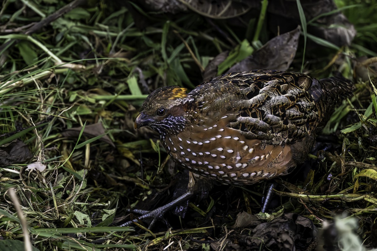 Spotted Wood-Quail - ML627735309