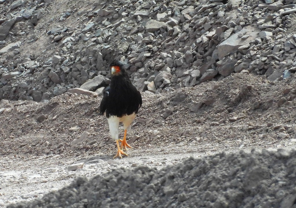 Mountain Caracara - ML627735388