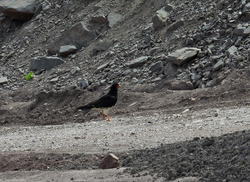 Mountain Caracara - ML627735389