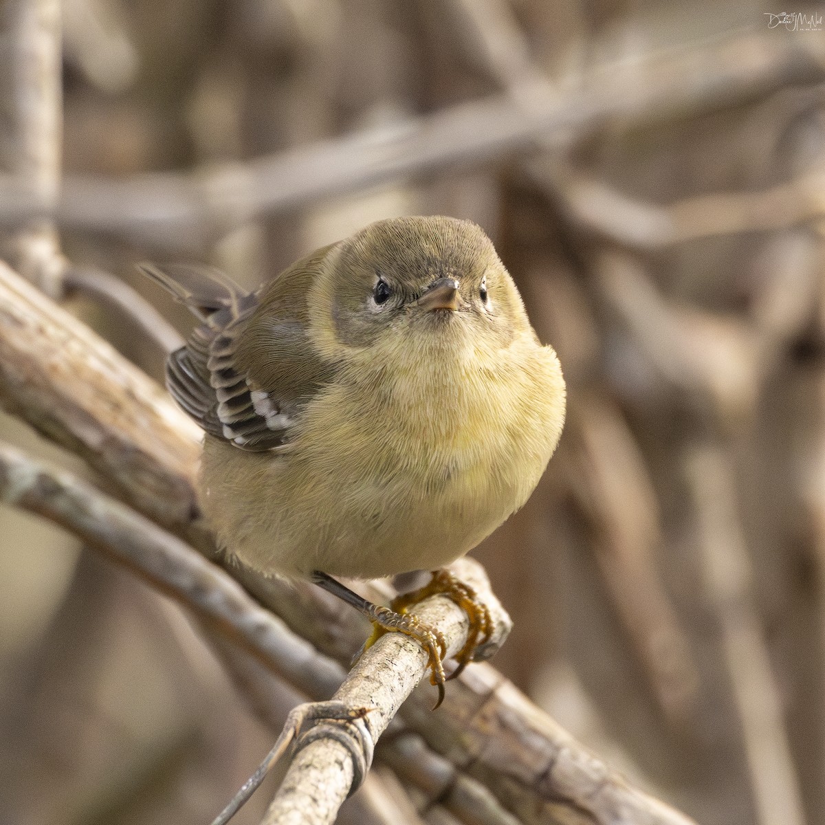 Pine Warbler - ML627735563