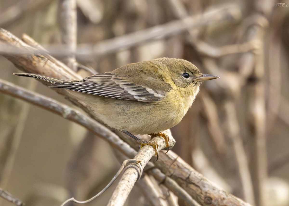 Pine Warbler - ML627735564