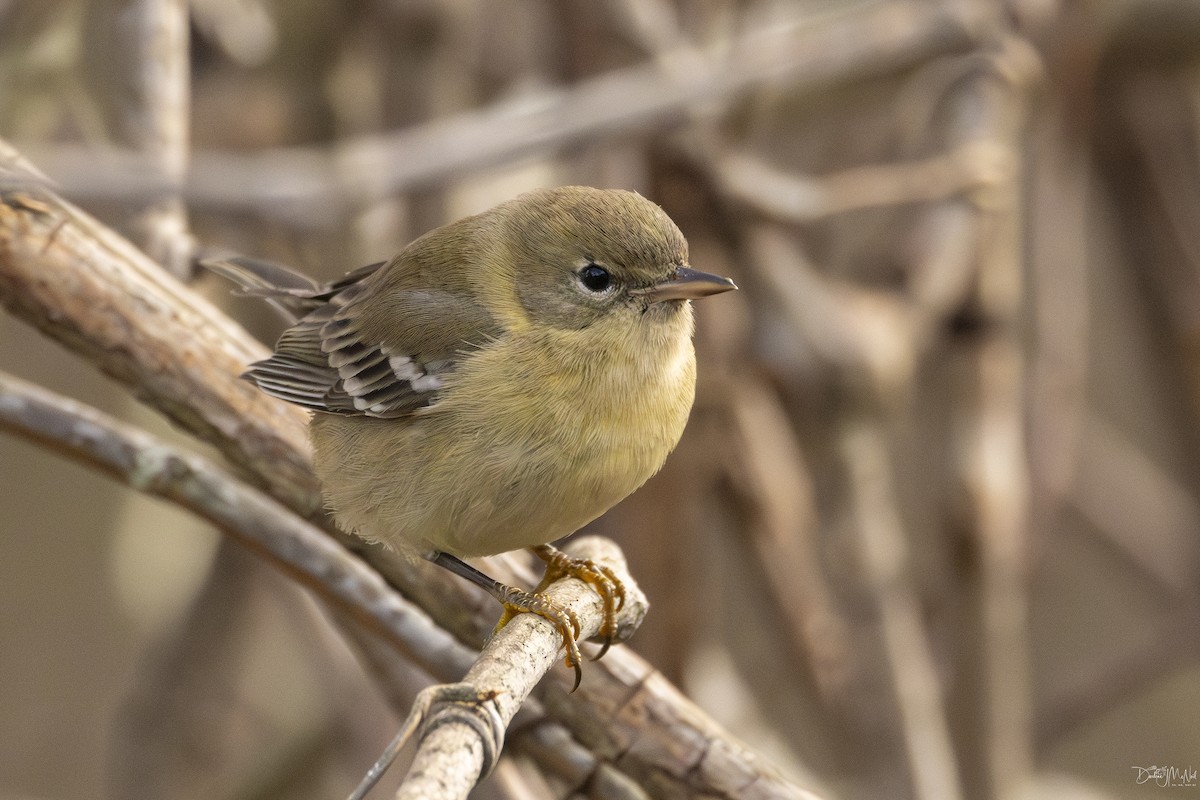 Pine Warbler - ML627735565