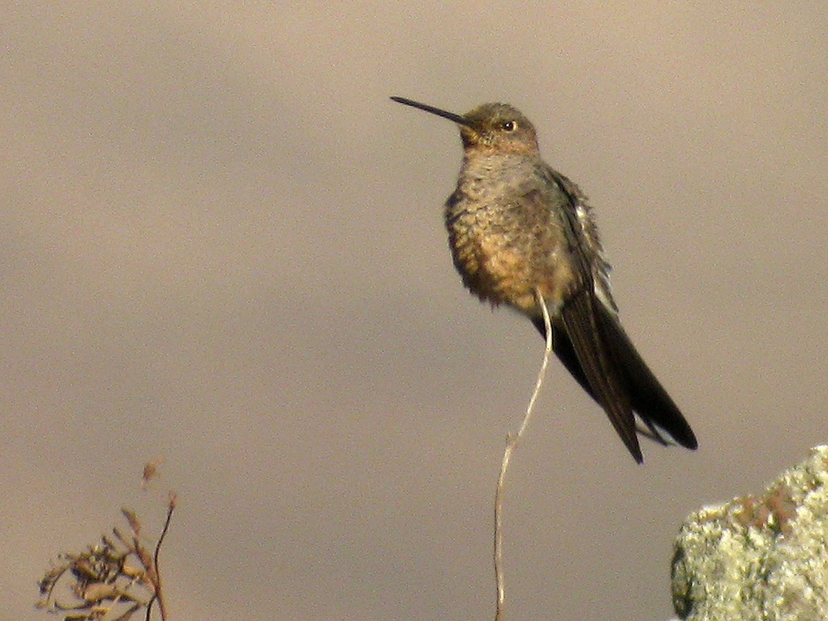 Colibri géant - ML627735731