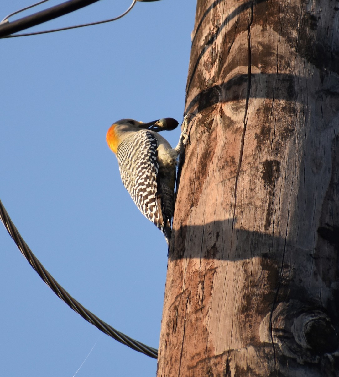 Golden-fronted Woodpecker - ML627735757