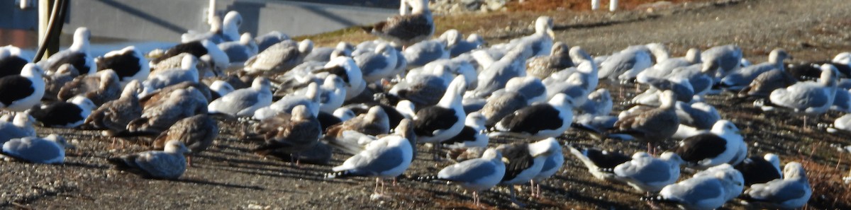 Great Black-backed Gull - ML627735759