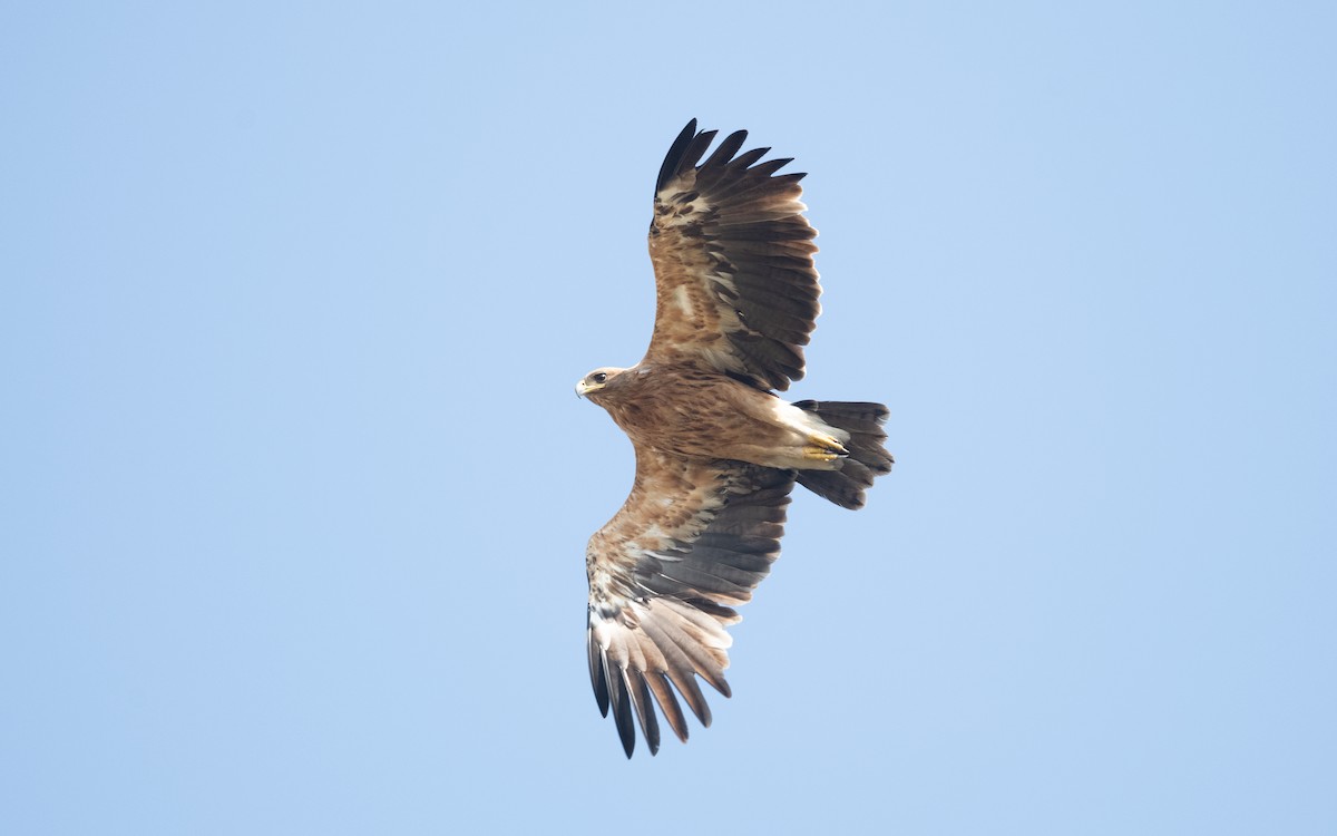 Greater Spotted Eagle - ML627735770