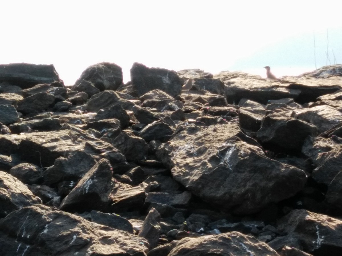 ヒメツバメチドリ - ML627735783