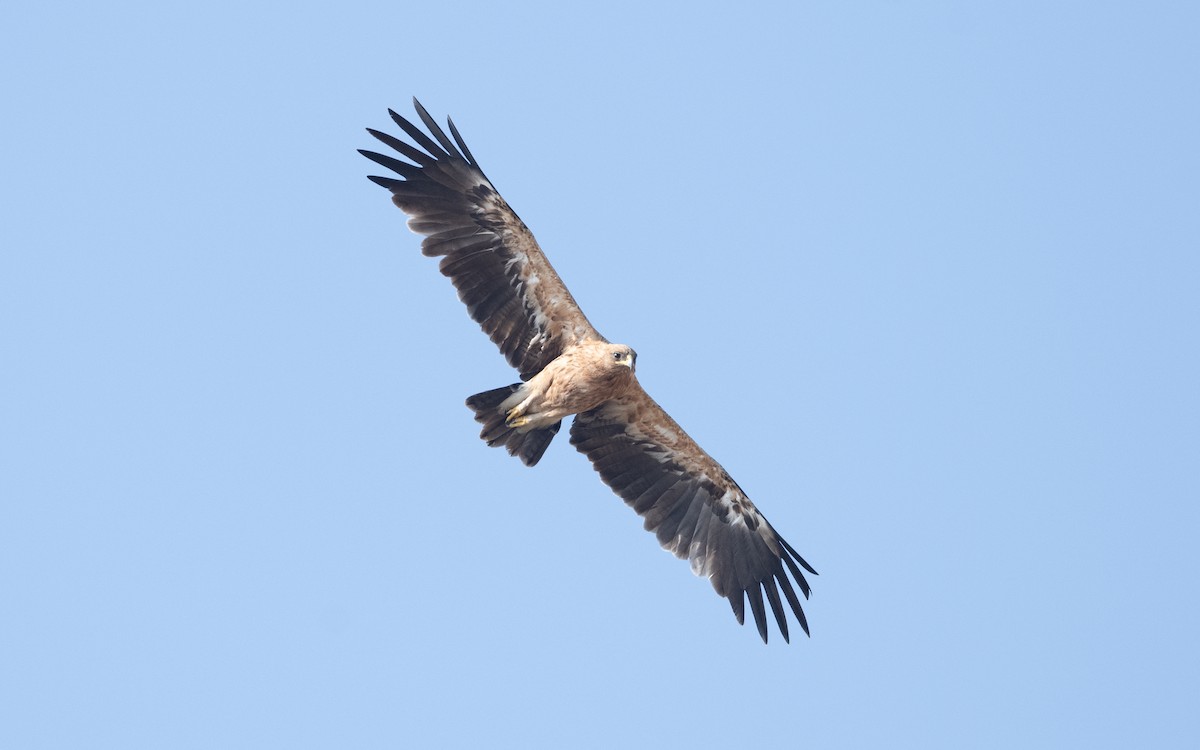 Greater Spotted Eagle - ML627735789