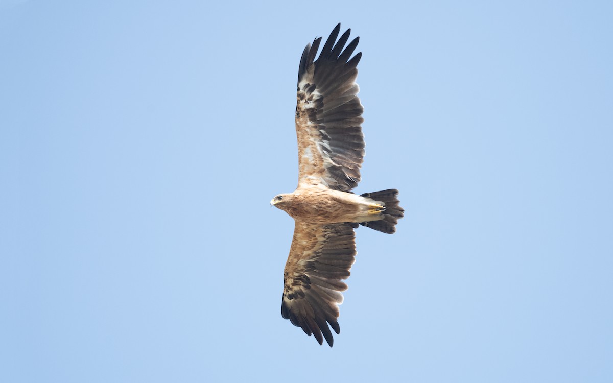 Greater Spotted Eagle - ML627735792