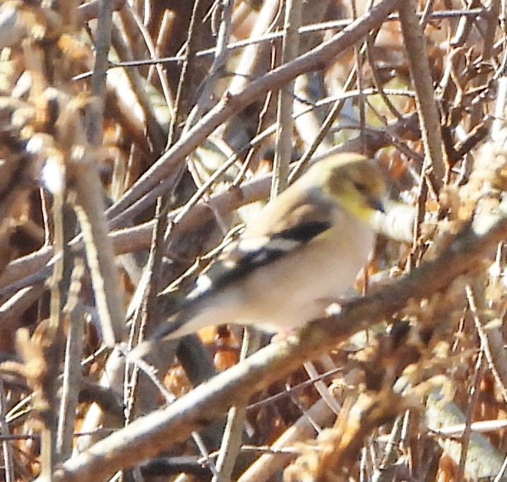 American Goldfinch - ML627735797