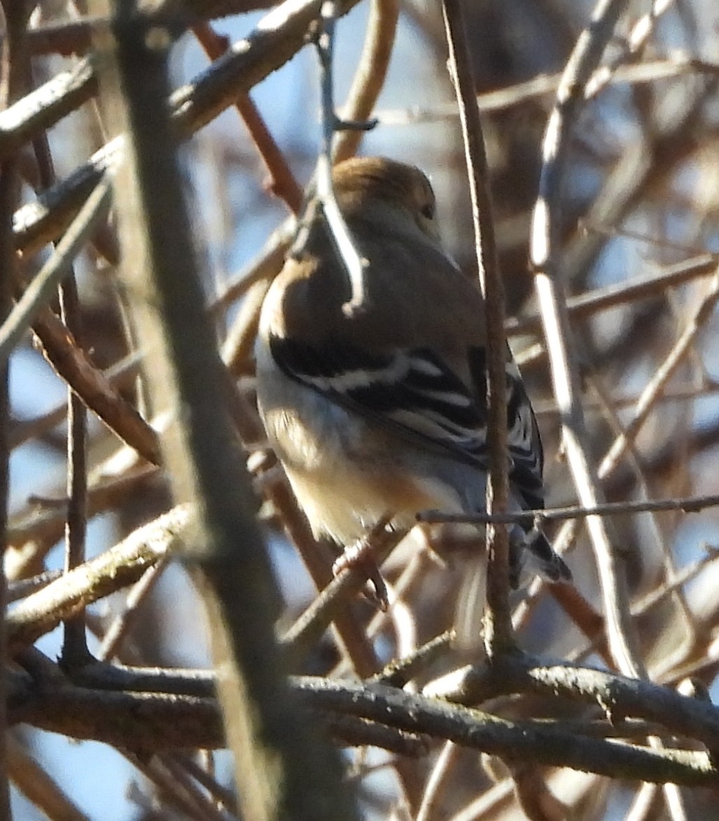 American Goldfinch - ML627735800