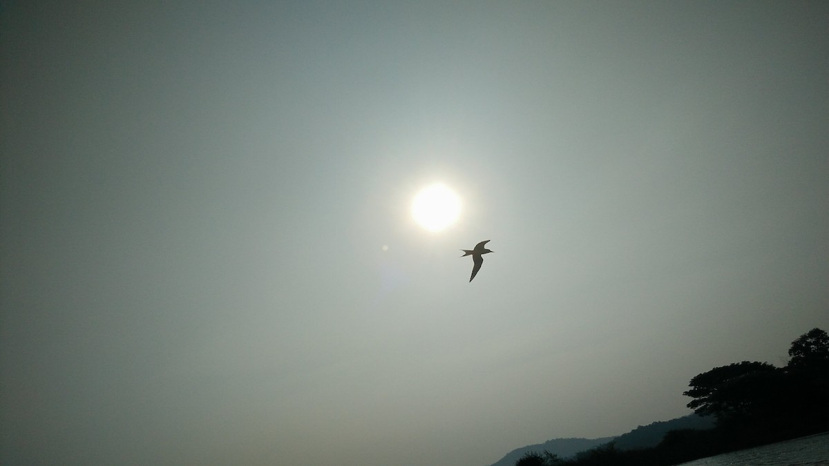 カワアジサシ - ML627735806