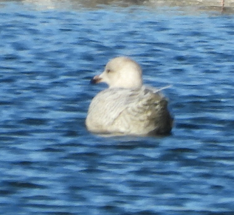 Iceland Gull - ML627735816