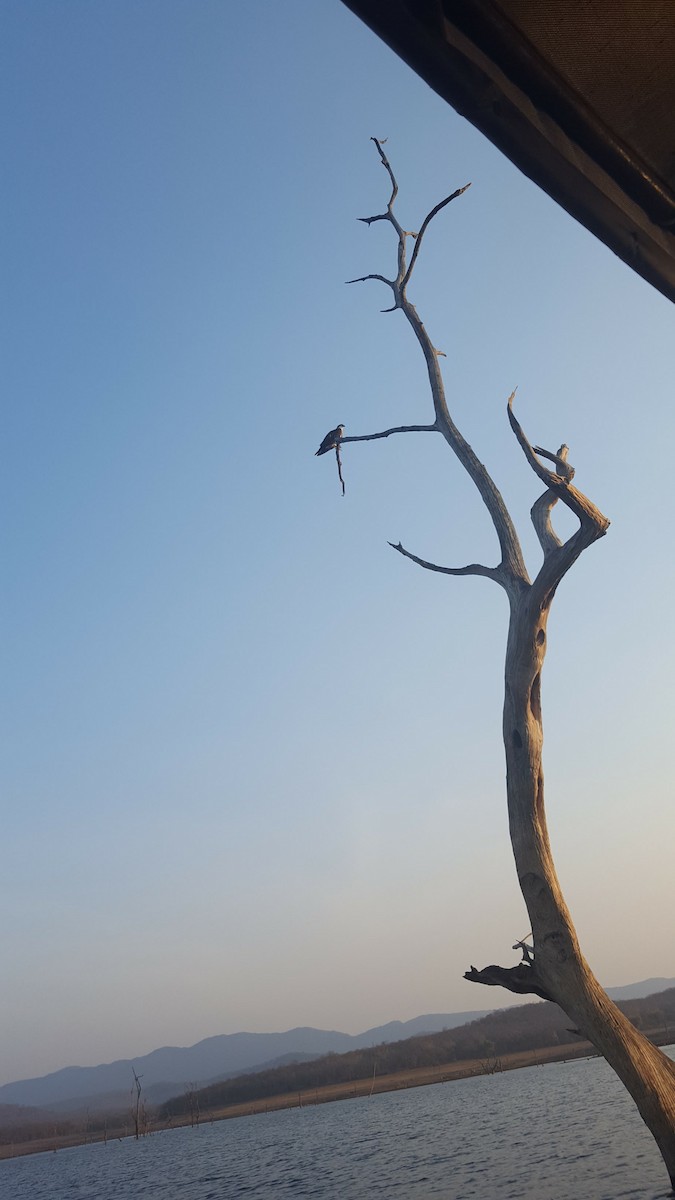 ミサゴ - ML627735822